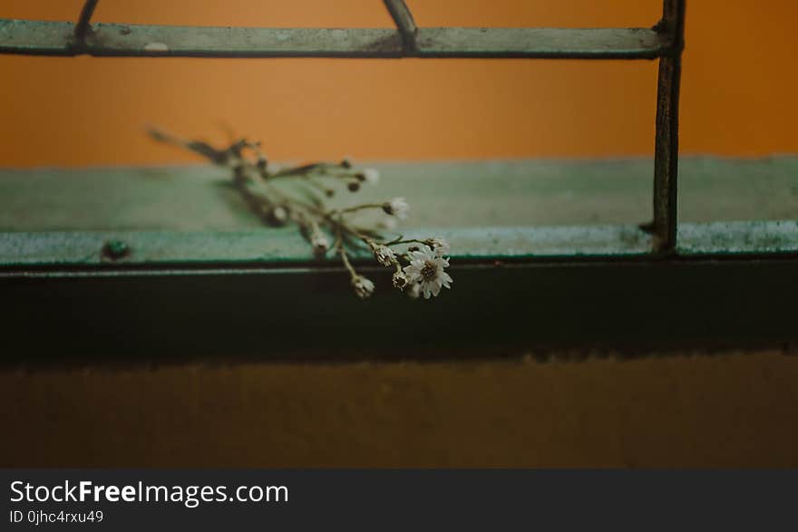 White Aster Flower on Grey Window With Black Metal Grille