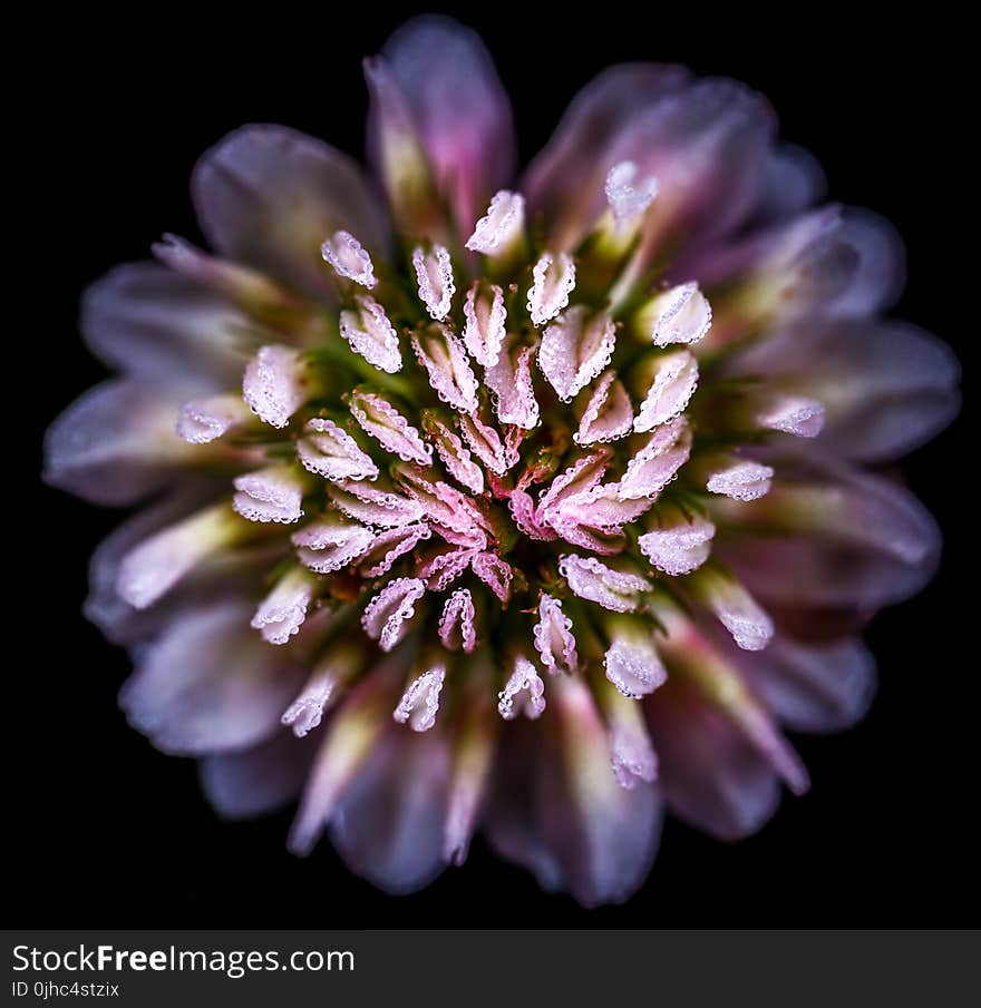 Close-up Shot Of Pink Flower