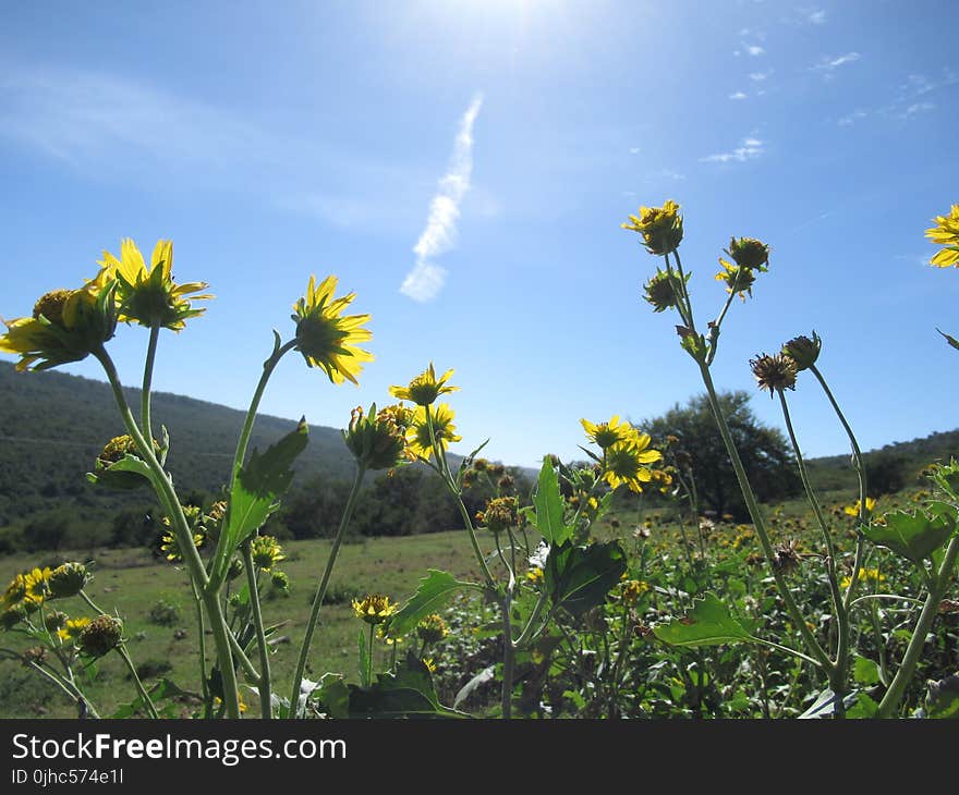 Yellow Petaled Flowers Under the Blue Sky