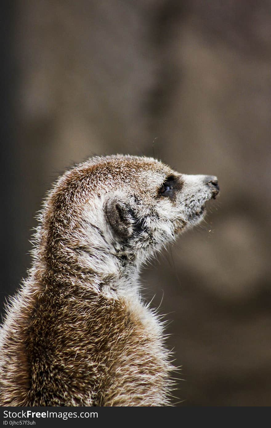 Closeup Photography of Brown Meerkat