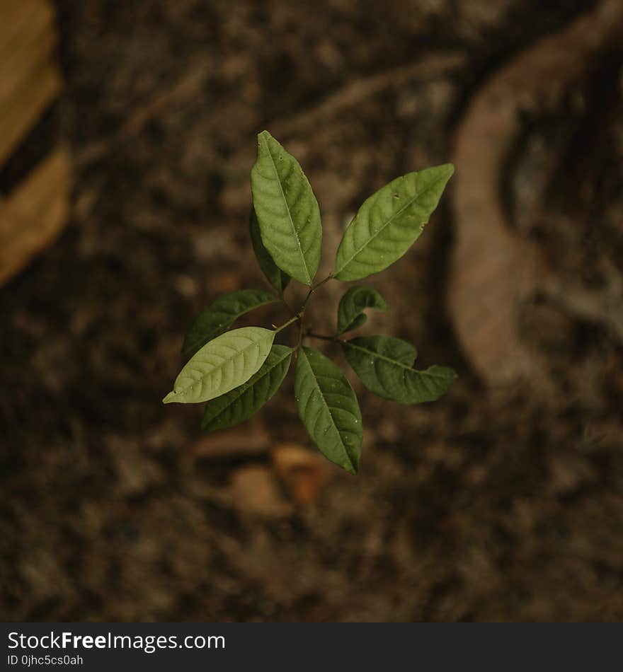 Close Up Photo of Green Seedling