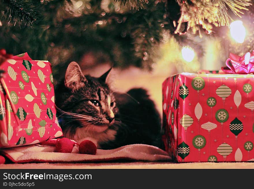 Tabby Cat Lying Under Christmas Tree With Gifts