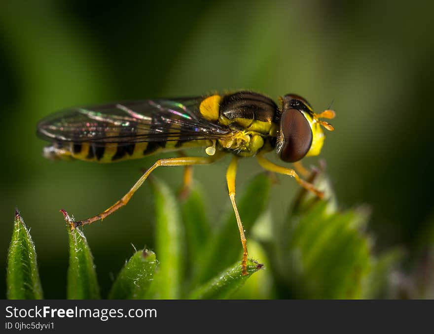 Black And Yellow Insect