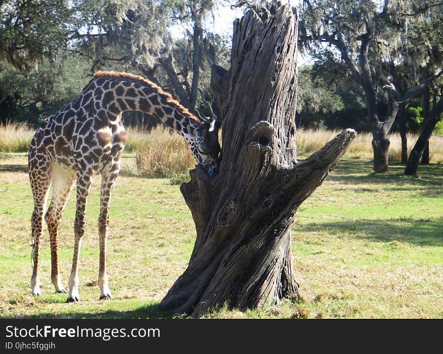 Giraffe Beside Gray Dead Tree