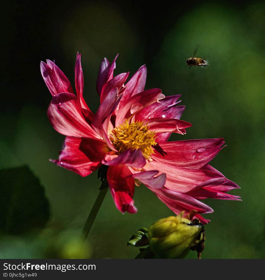 Macro Photography Of Bee Hovering On Pink Petaled Flower