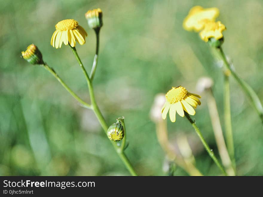 Yellow Daisy Flowers