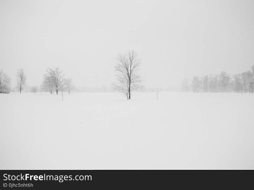 Photography of Leafless Tree Surrounded by Snow