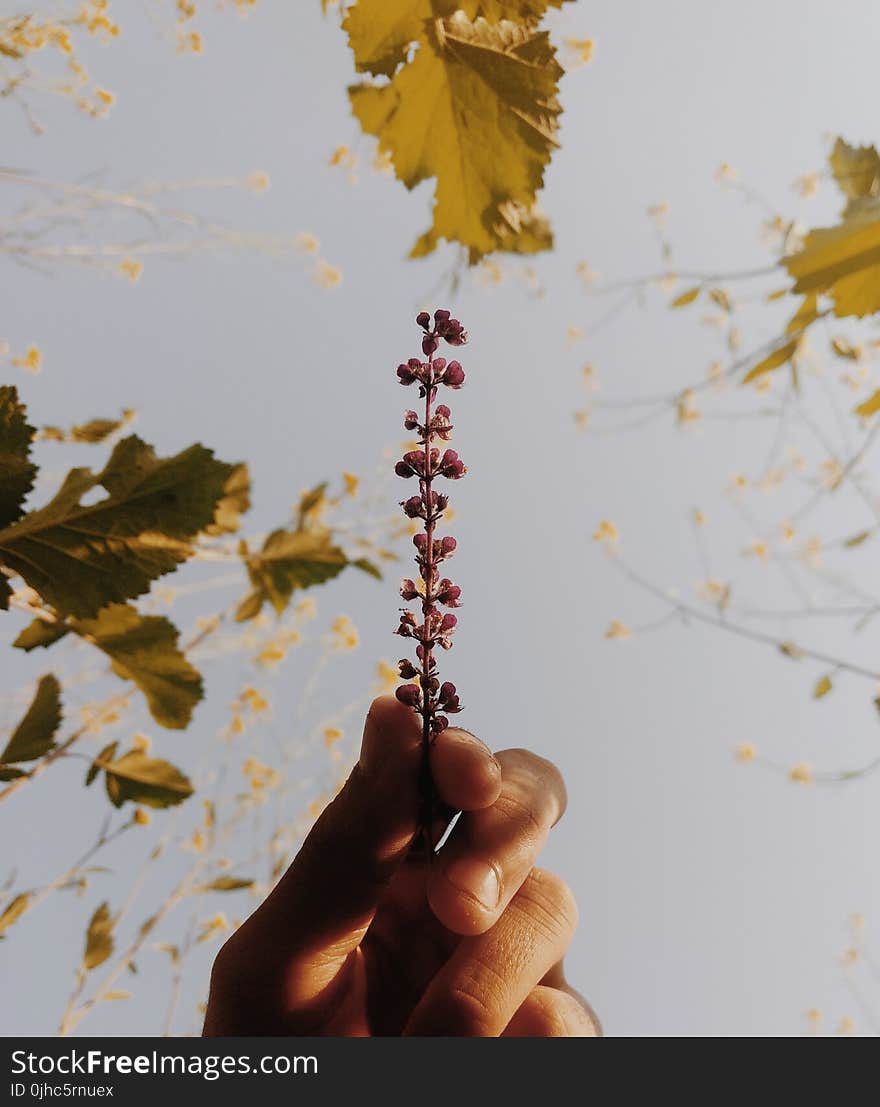 Purple Flowers