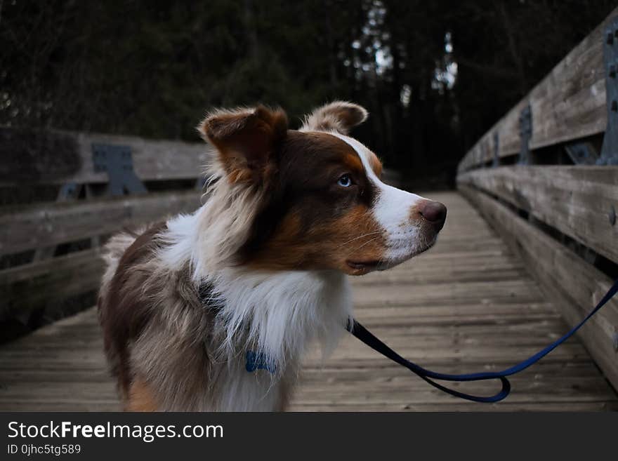 Close-Up Photography of Hairy Dog