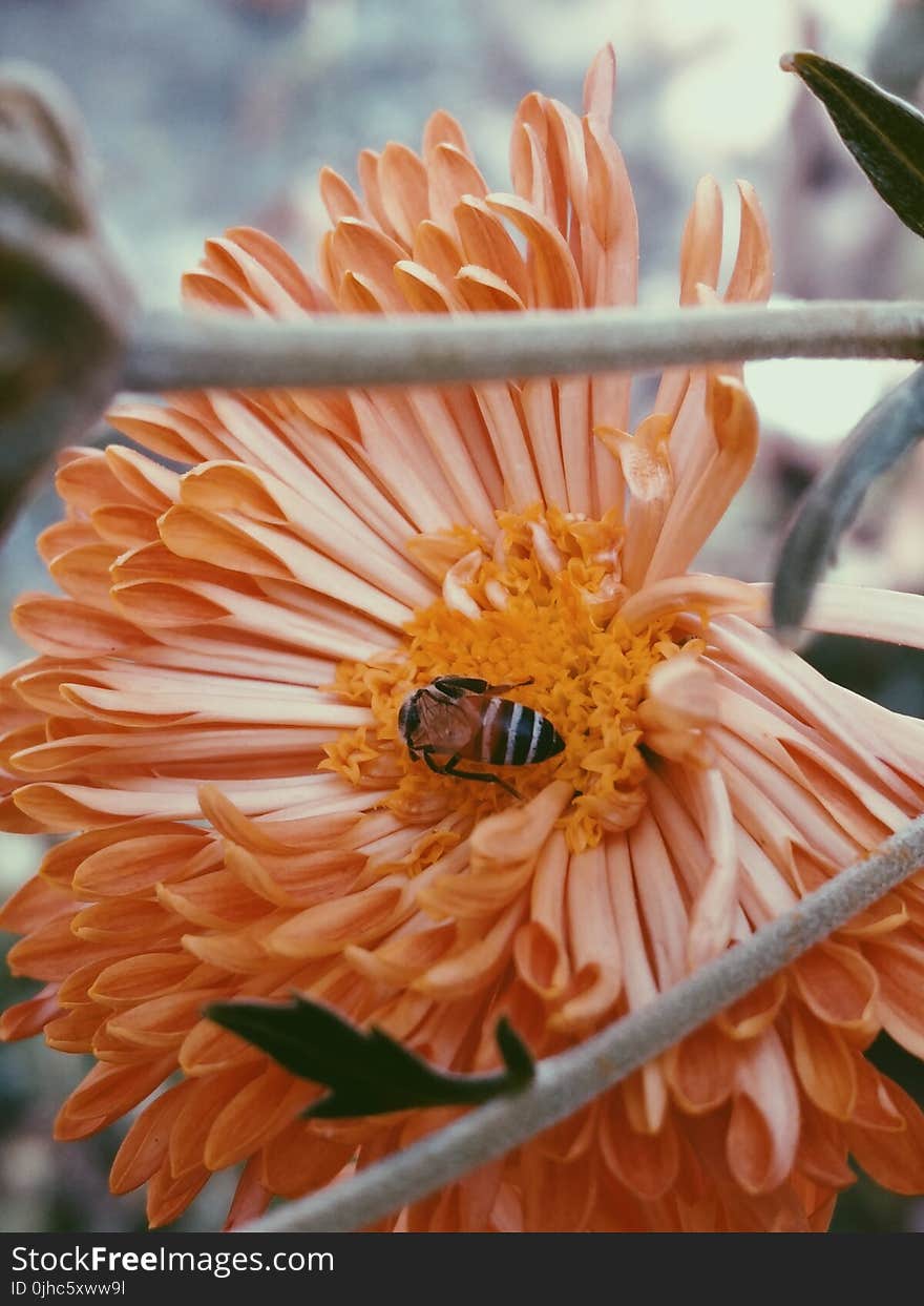 Photography of Bee On Flower