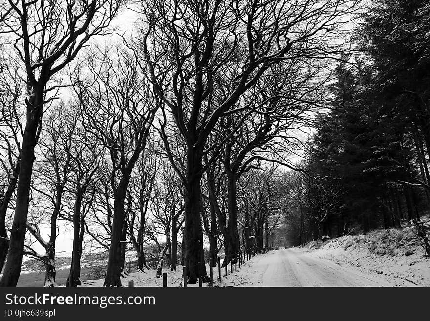 Grayscale Photography of Snow-covered Field and Bare Trees