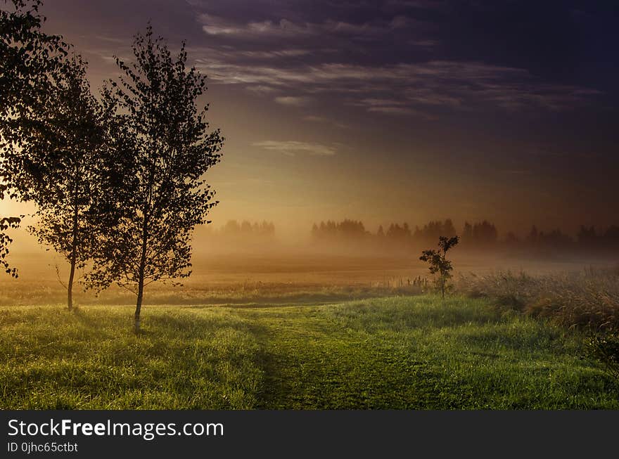 Landscape Photography Green Grass-field Beside Dark Foggy Forest during Golden Hour