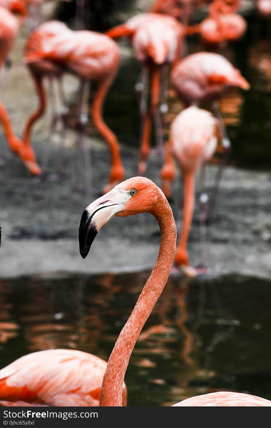 Pink Flamingo