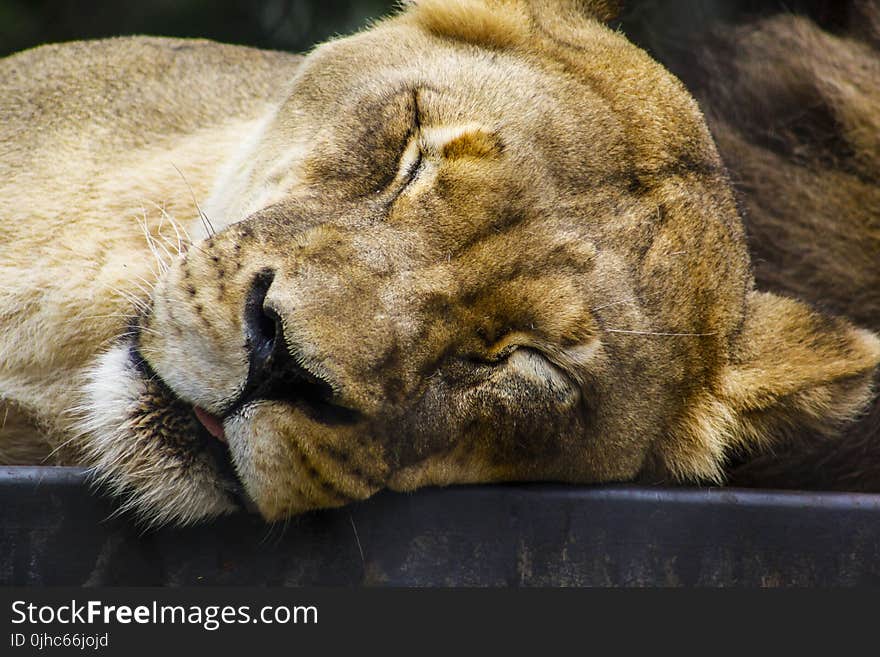 Lioness Closing Its Eyes