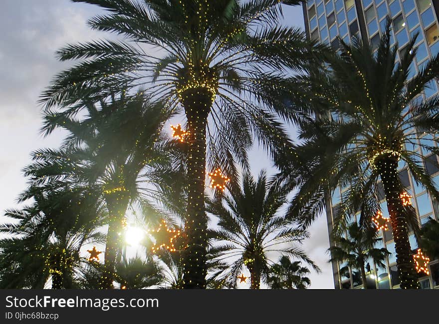 Photo of Palm Trees