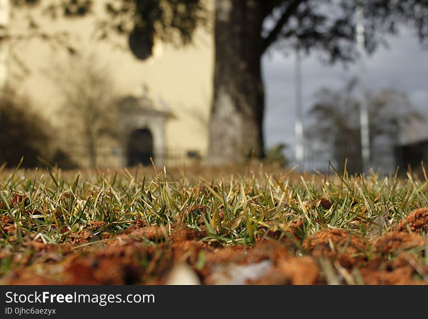 Worms Eye View Of Grass