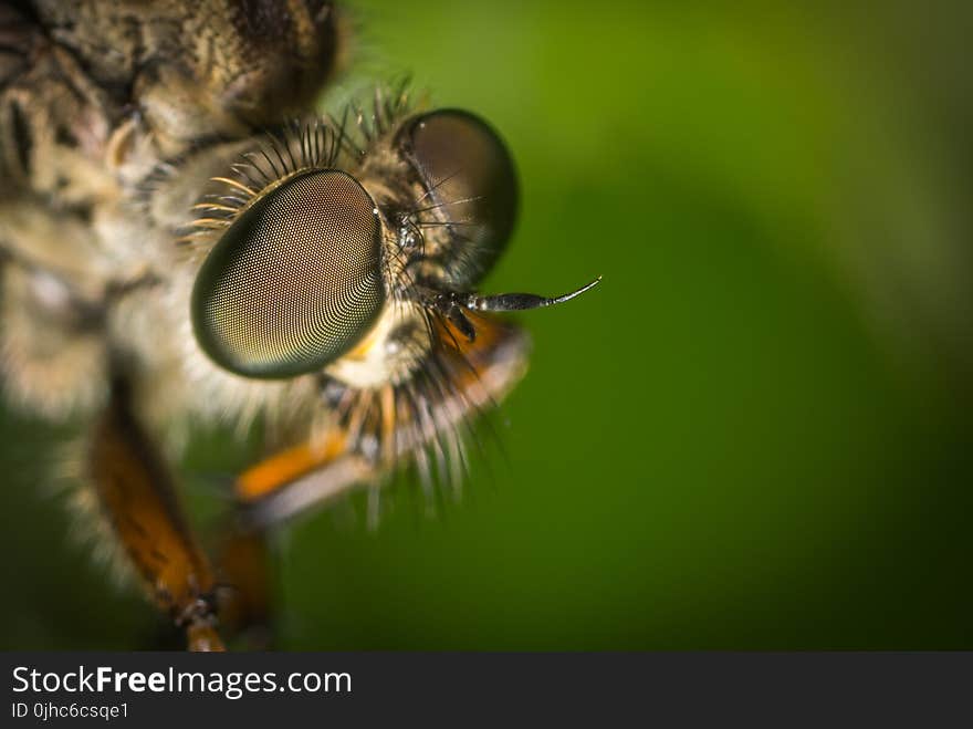 Macro Photography Of Fly