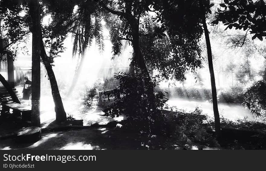 Greyscale Photo Of Trees