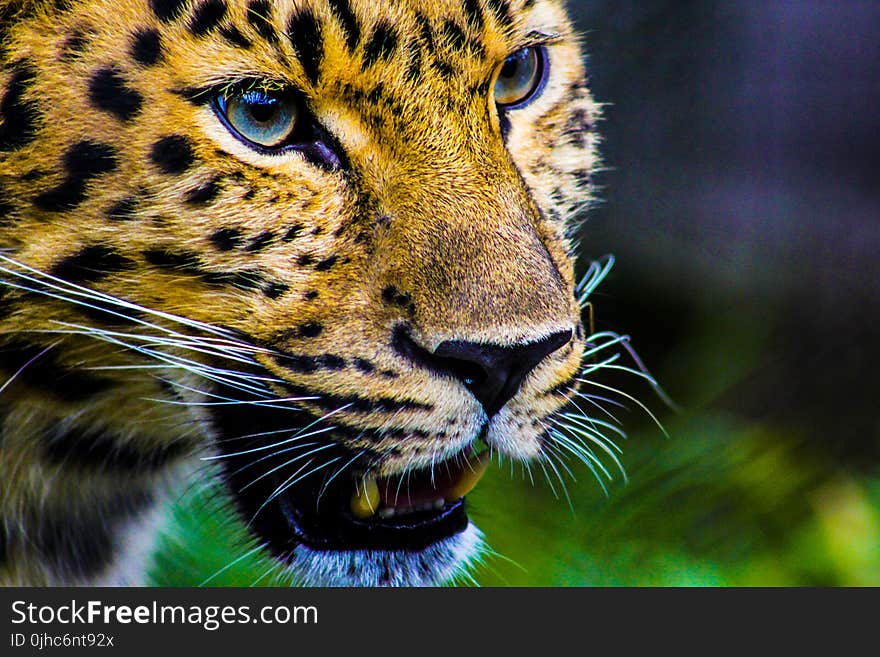 Photography Of Cheetah