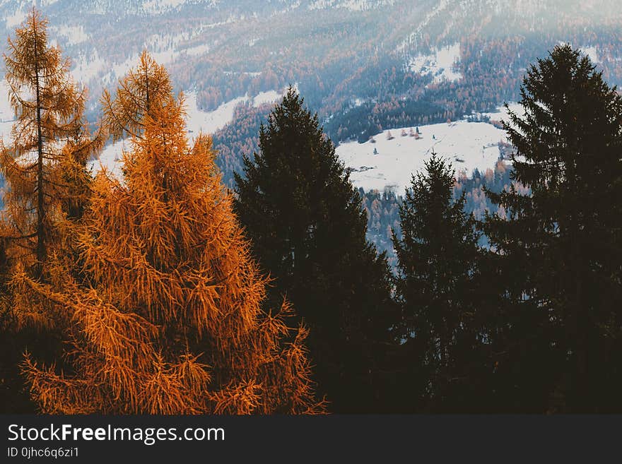 Brown and Green Leaf Trees With Snow-covered Field in Background