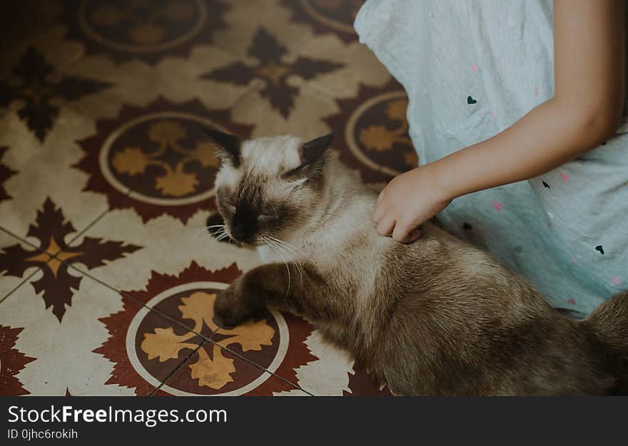 Siamese Cat