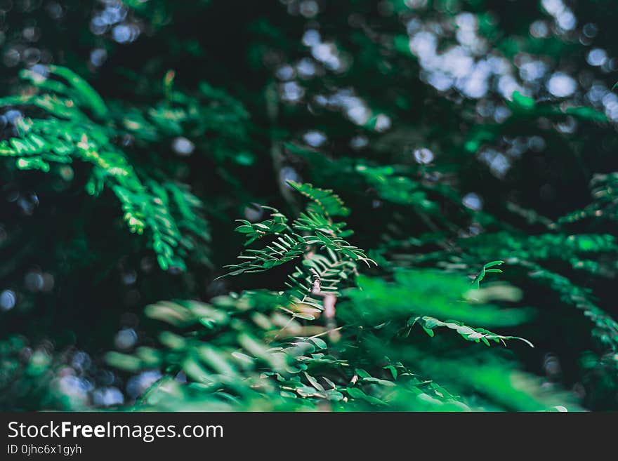 Close-Up Photography of Leaves