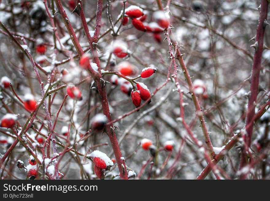 Close-up Photo of Thorny Red Tree