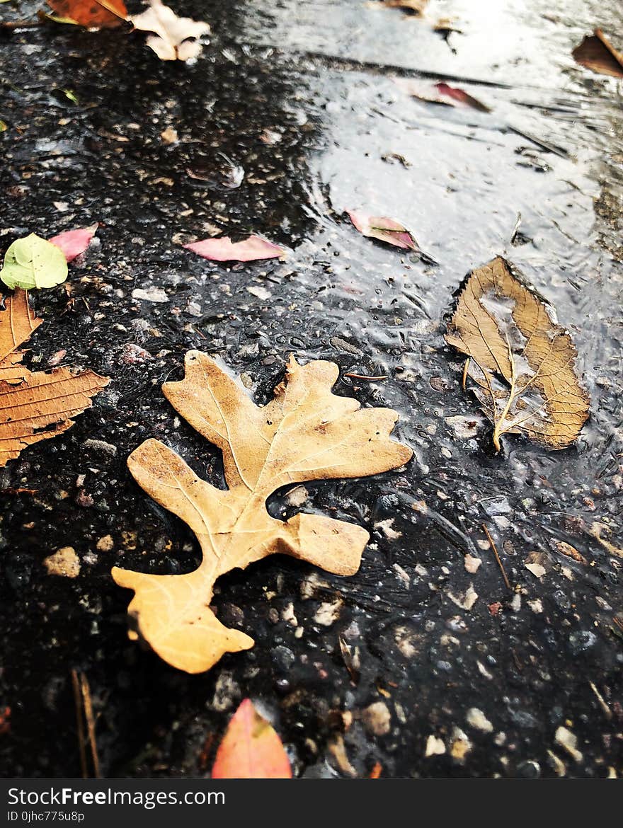 Dried Leaves On Ground