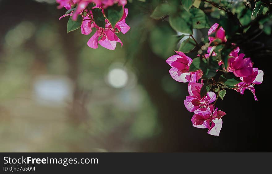 Selective Focus Photography of Pink Bougainvillea Flowers