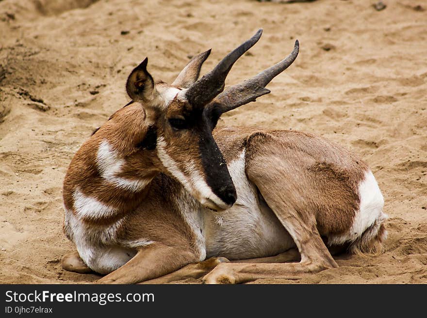 Brown and White Buck Animal