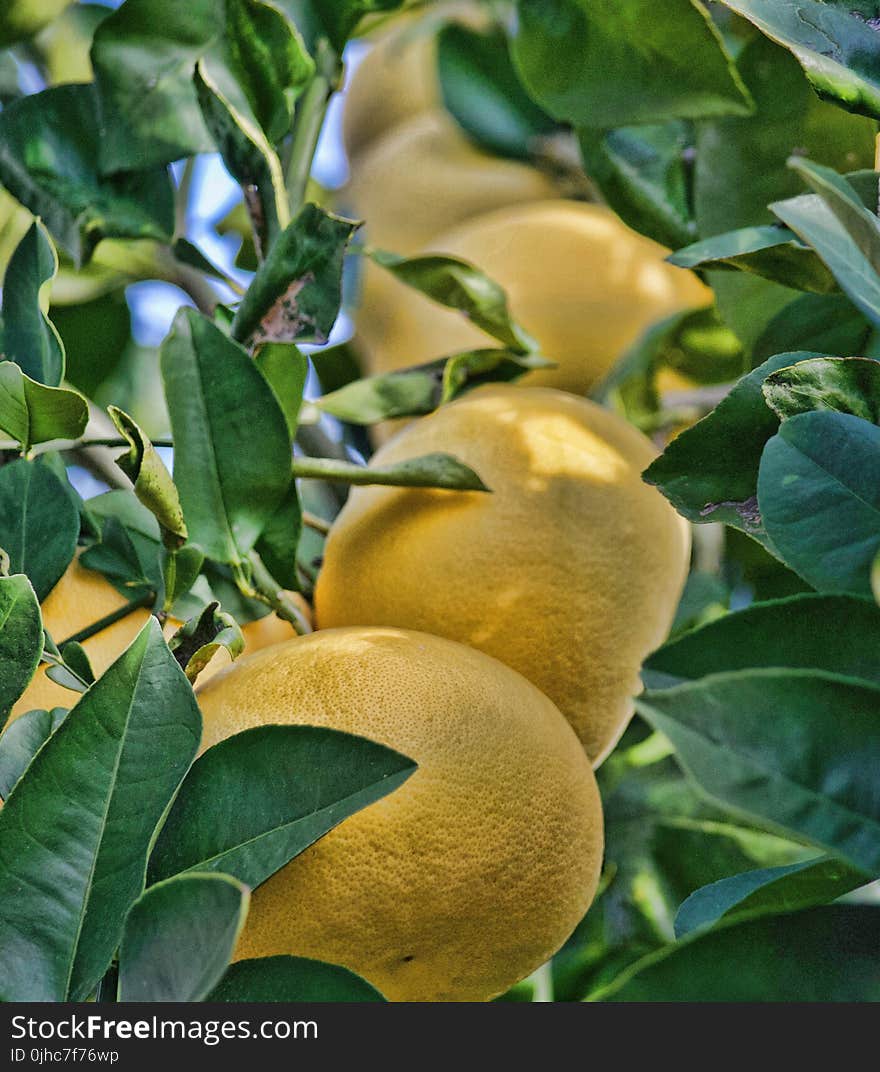 Yellow Fruits