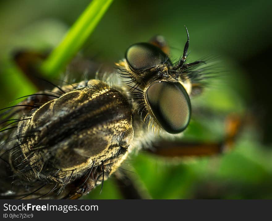 Macro Photography of Robber Fly