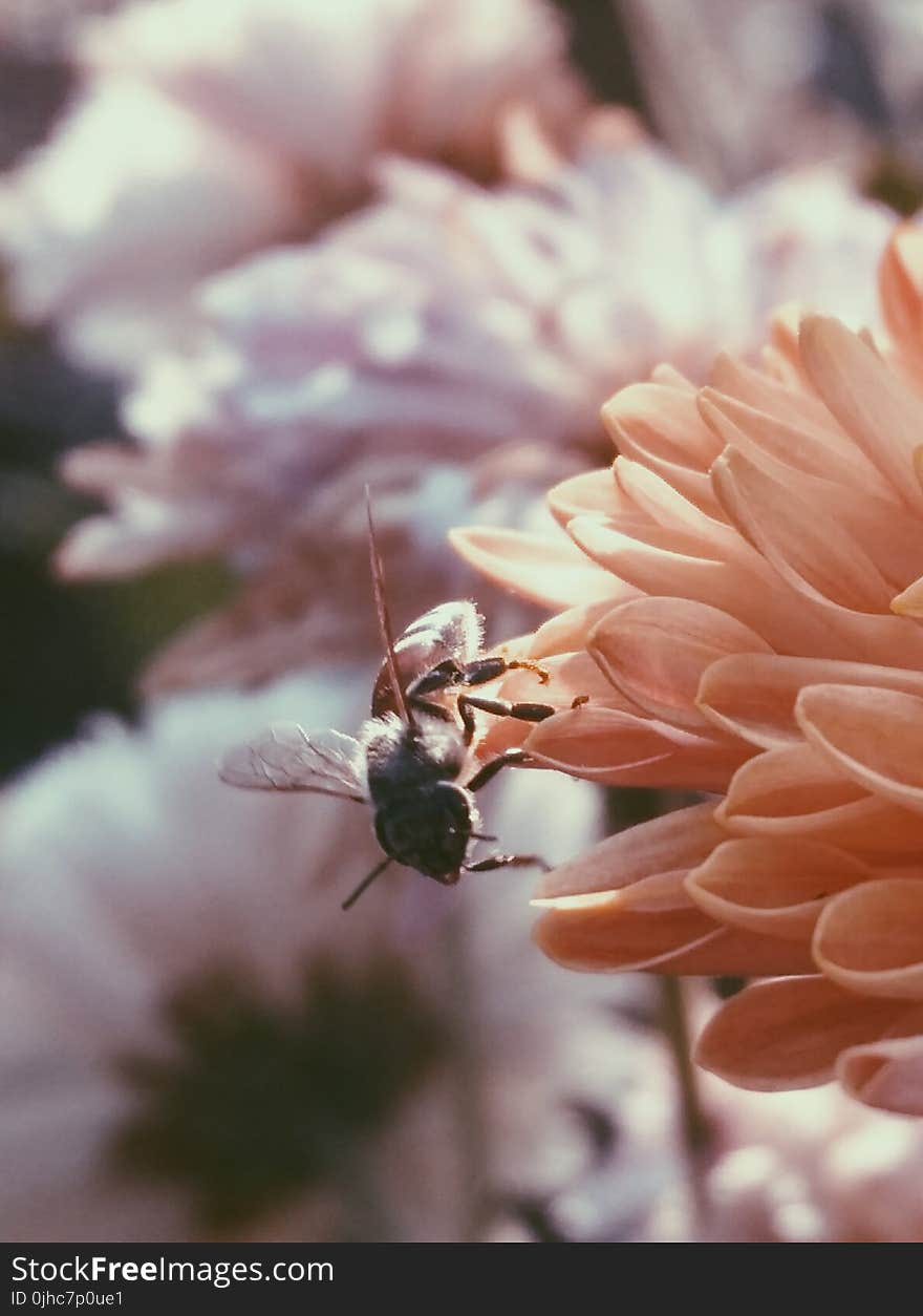 Selective Focus Photography of Bee on Flower