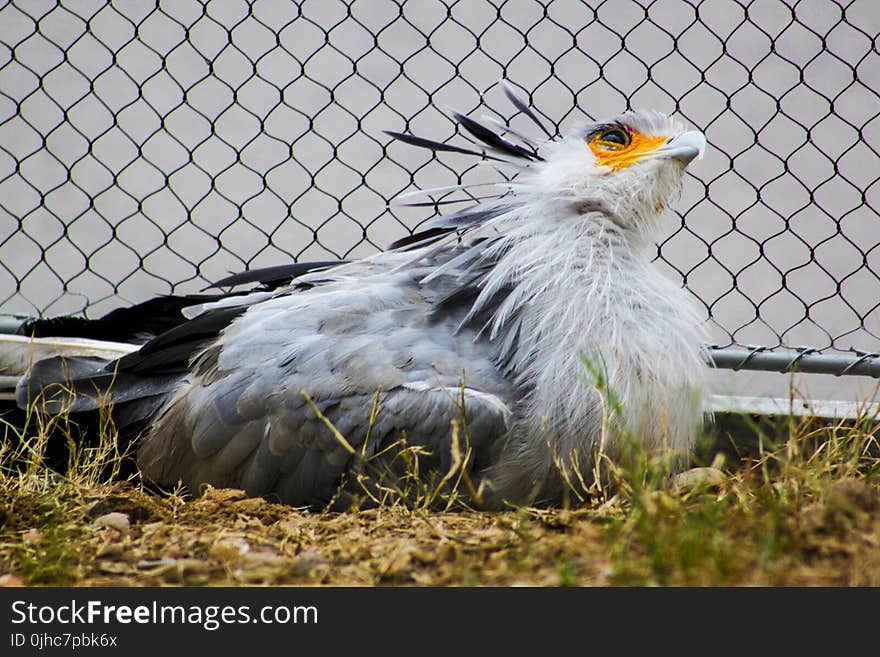 Closeup Photo of Gray and Black Pigeon