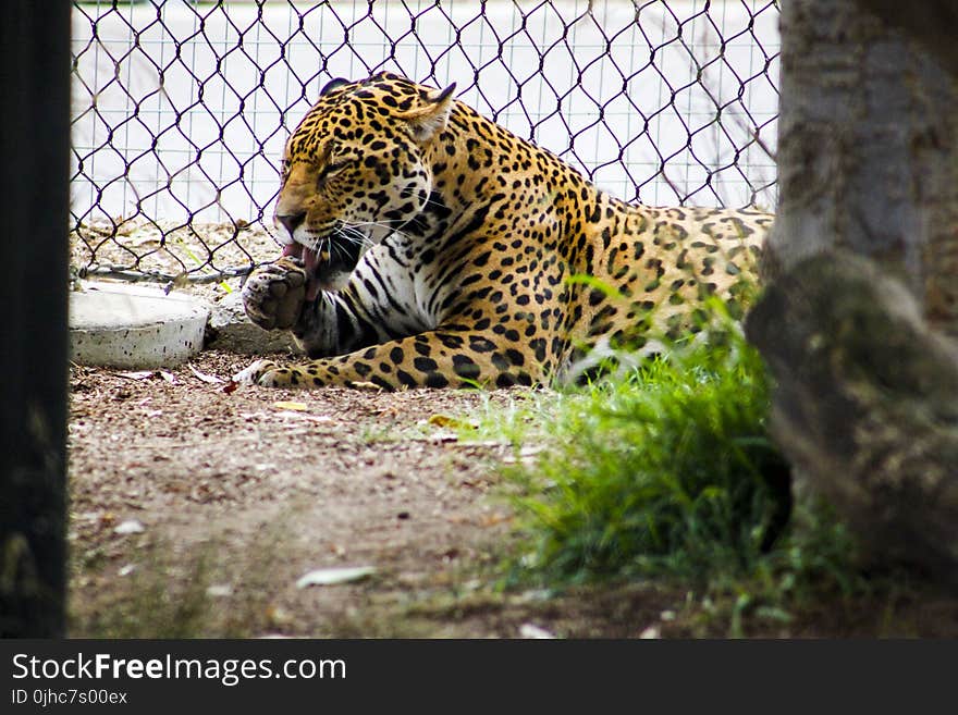 Leopard Lying Beside Gray Metal Chain Link Fence