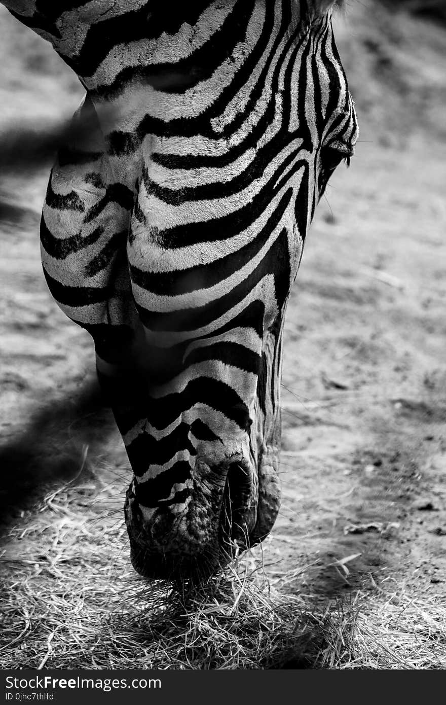 Grayscale Photo of Zebra&#x27;s Head