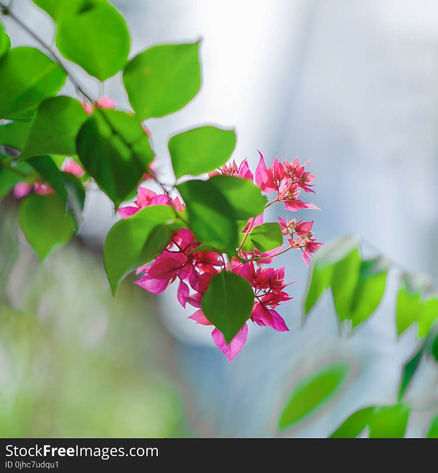 Close-Up Photography of Pink Flowers Near Leaves