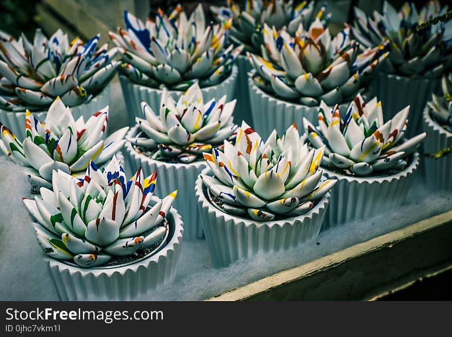 Bunch of Succulent Plants On Pot