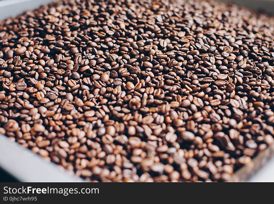 Close-Up Photography of Roasted Coffee Beans