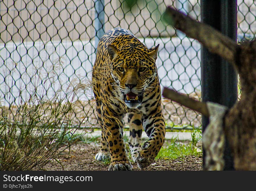 Growling Leopard Inside Enclosure