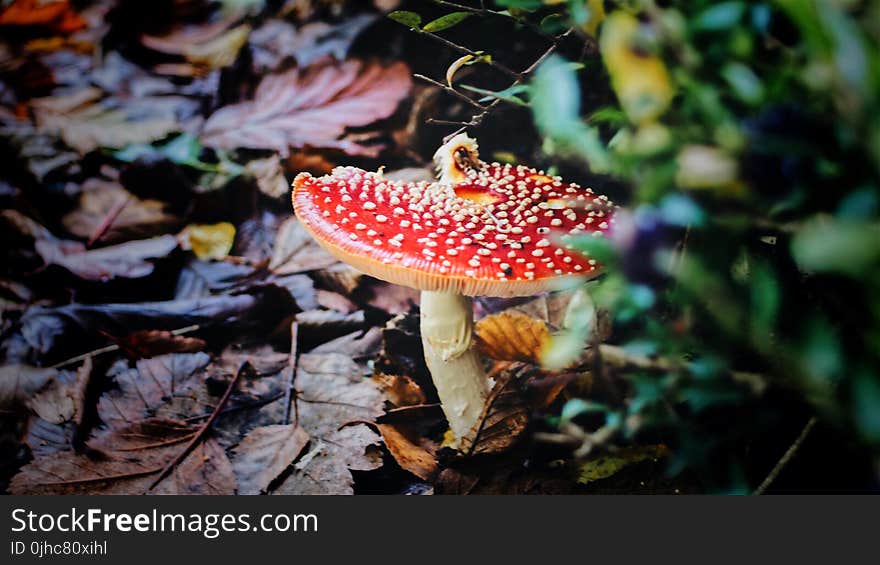 Red Mushroom in Closeup Photography