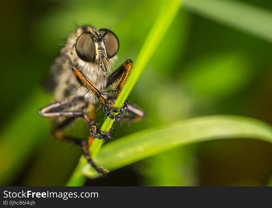 Macro Photography of Robber Fly Perched On Green Leaf