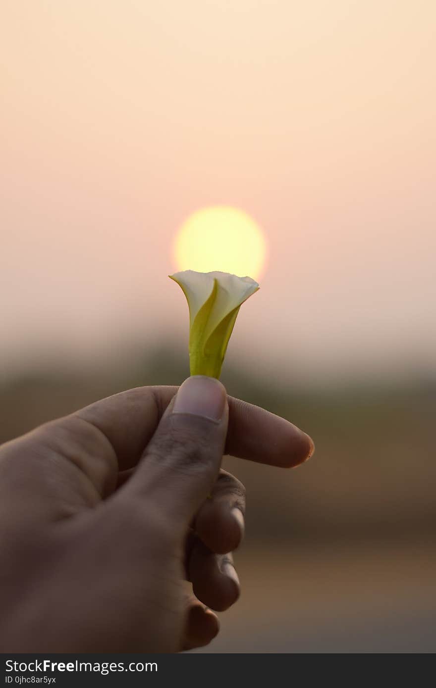 Person Holding A Flower