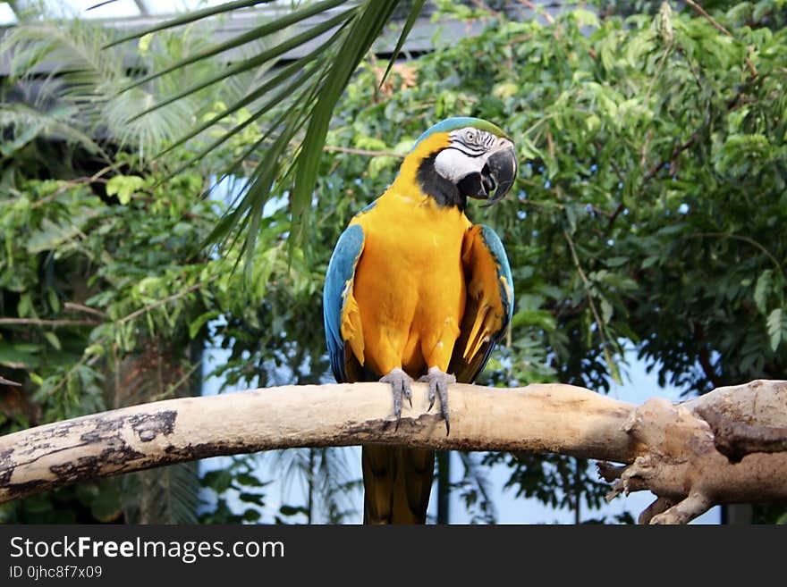 Yellow And Blue Parrot Perched On Tree