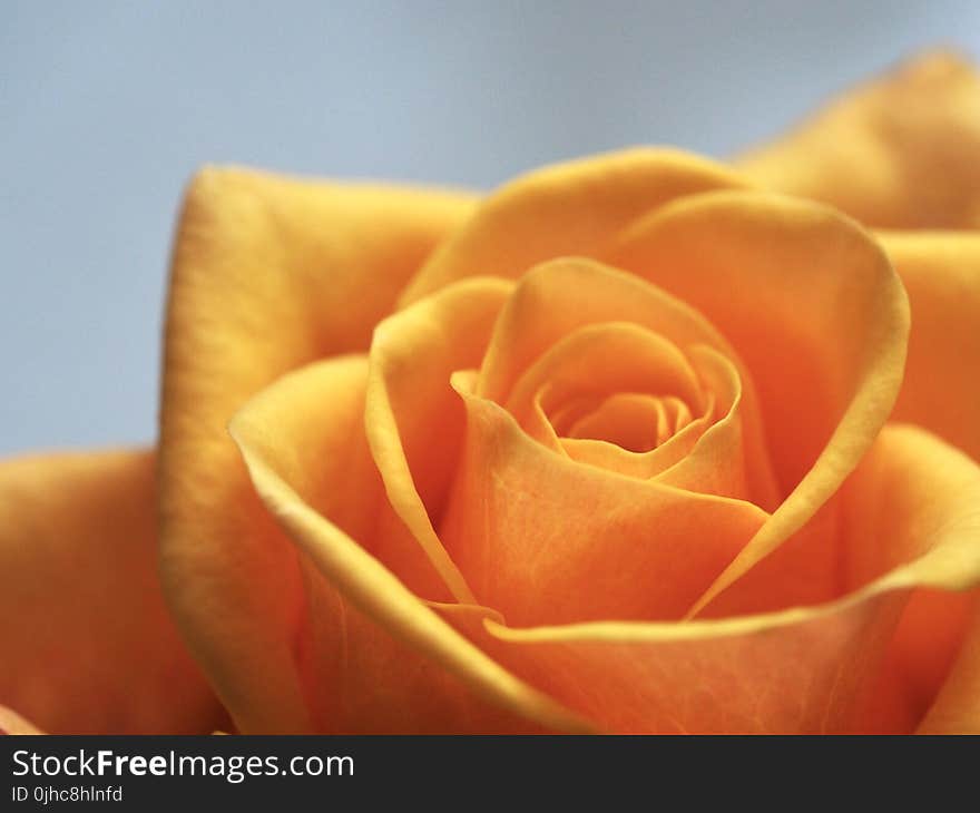 Close Up Photo of Yellow-Orange Rose