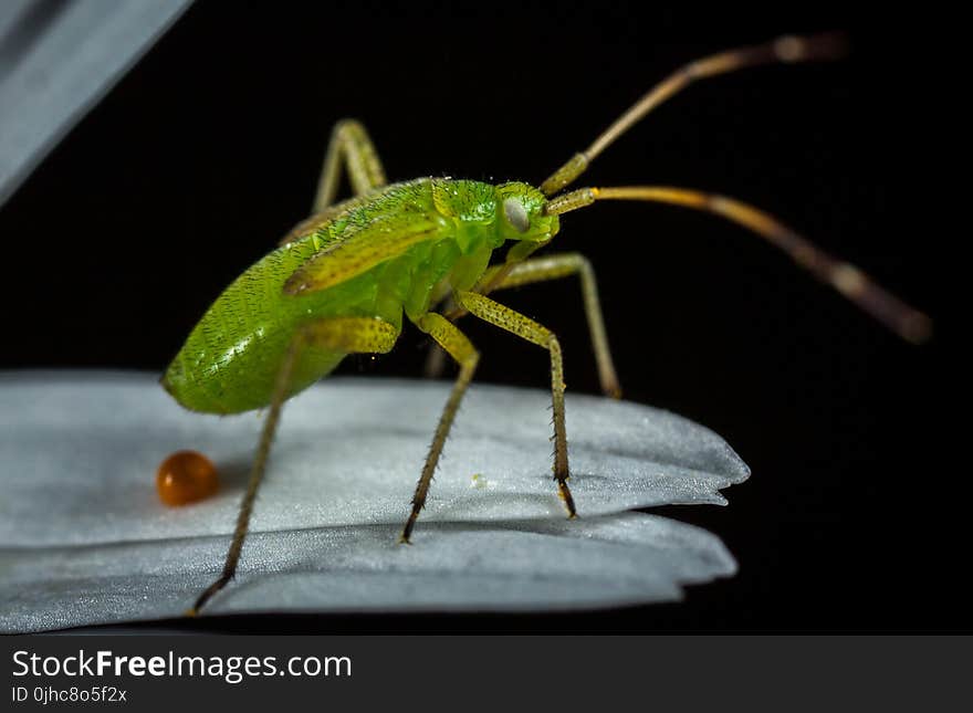 Green Insect On Top Of Leaf