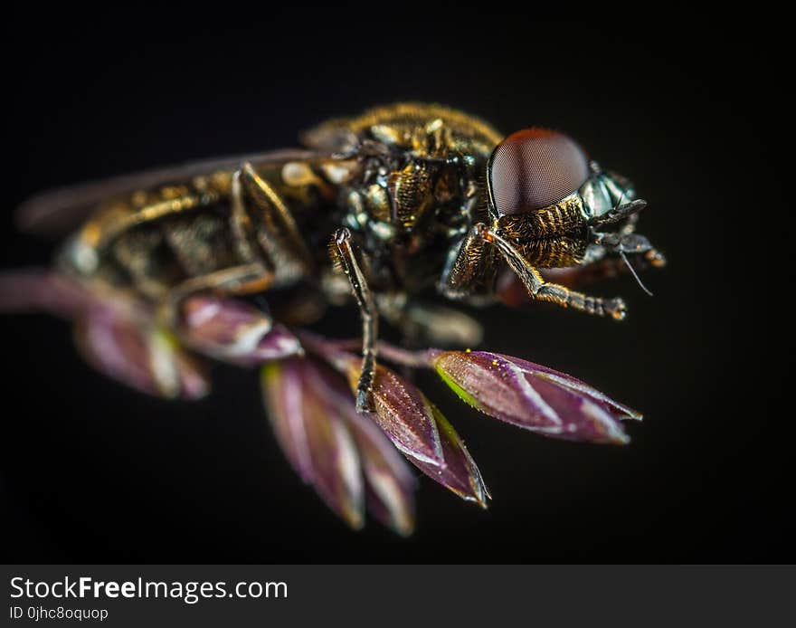 Macro Photography of Fly Perching on Purple Flower