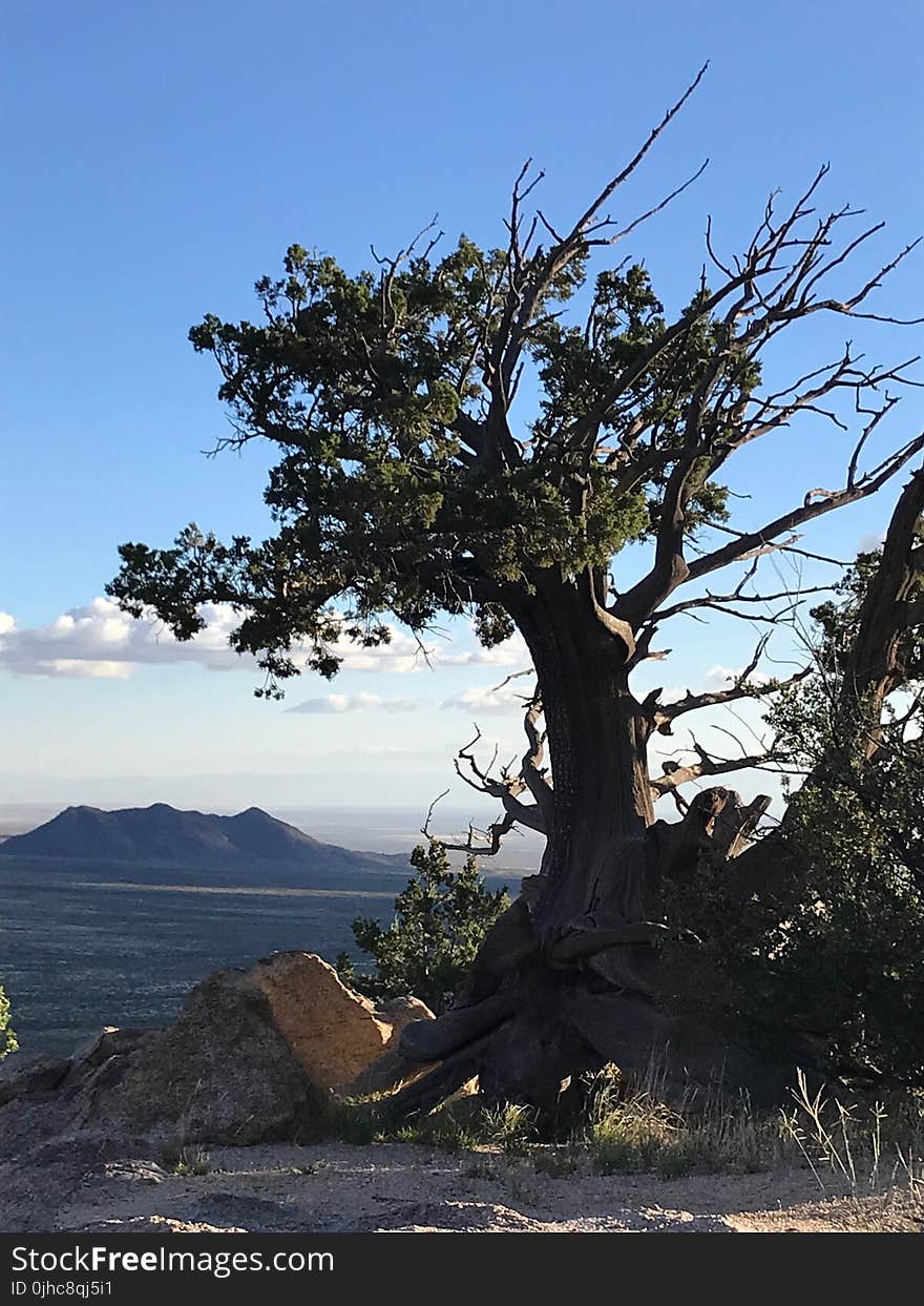 Photography of Tree During Daytime