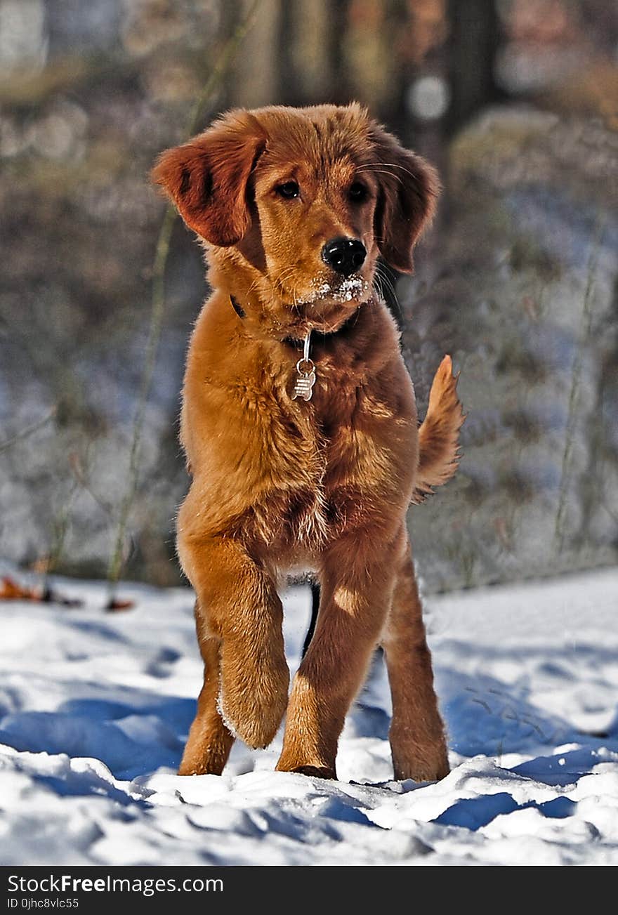 Selective Photo of Dark Golden Retriever Puppy Stands on Snowfield