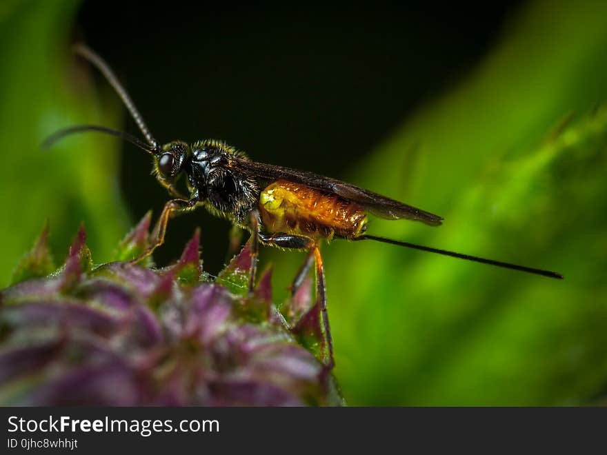 Black and Yellow Wasp Close-up Photography